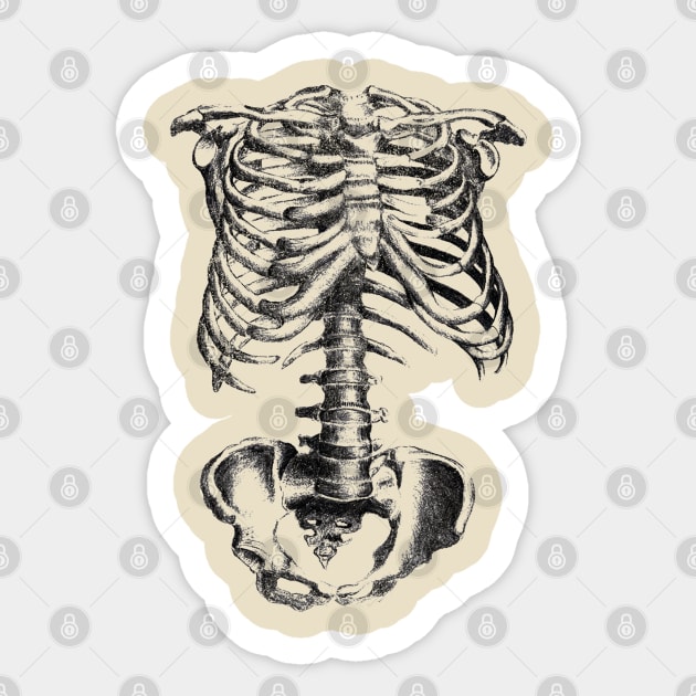 Skeleton bone Sticker by LifeTime Design